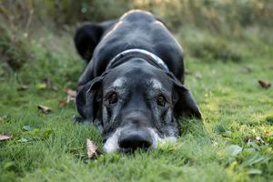 A black Labrador retriever dog lies peacefully on green grass in a series of relaxing poses.