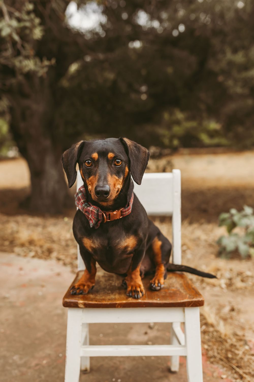 Dachshund puppy posing on white wooden bench in outdoor setting.