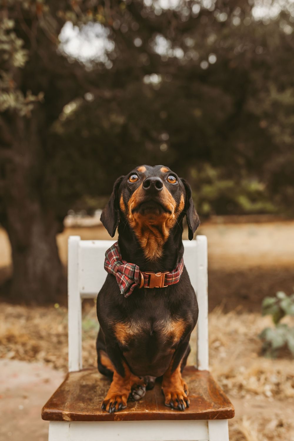 Close-up of black and tan dachshund sitting alertly on wooden bench.