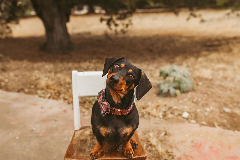 Series of photos showing dachshund puppy on white bench during outdoor photoshoot.