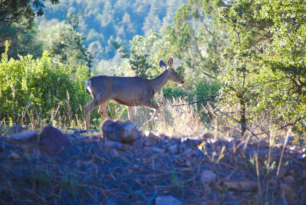 Animal Prints Available @PhotosByJennRoberts
