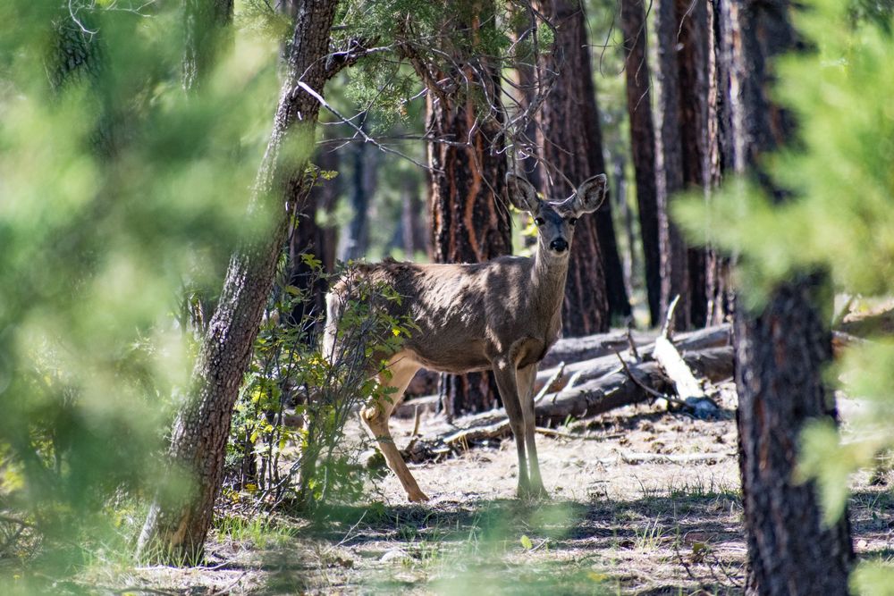 Animal Prints Available @PhotosByJennRoberts