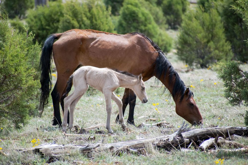 Animal Prints Available @PhotosByJennRoberts