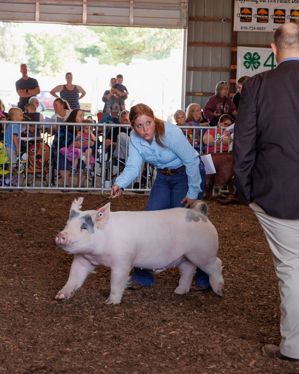 Show pigs being exhibited and judged in an indoor livestock competition ring at a county fair event.