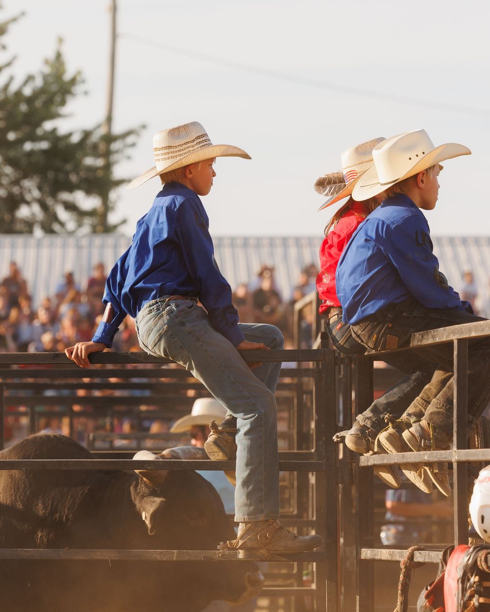 Spectators in cowboy hats sit on wooden fencing watching a rodeo event at sunset.