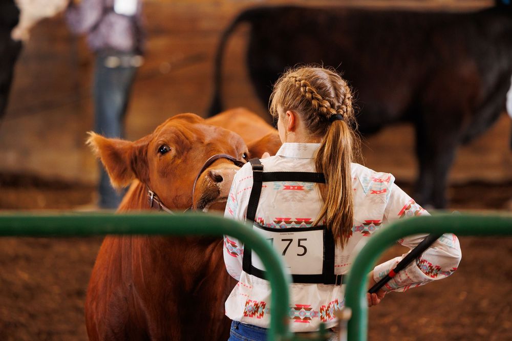A person leads a young brown cow around a show ring while being judged at a livestock competition event.
