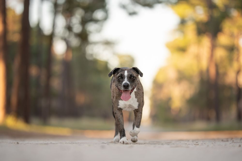 A brown and white Koolie mix dog walks on a path in a pine forest during golden hour lighting.