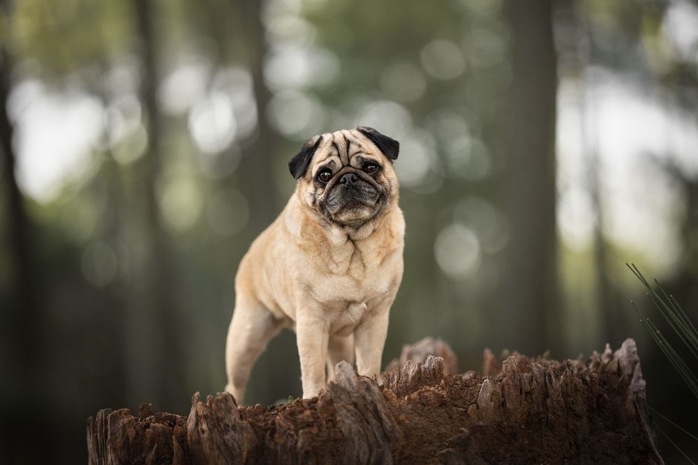 A pug dog sits perched on a fallen tree trunk in a wooded forest setting.