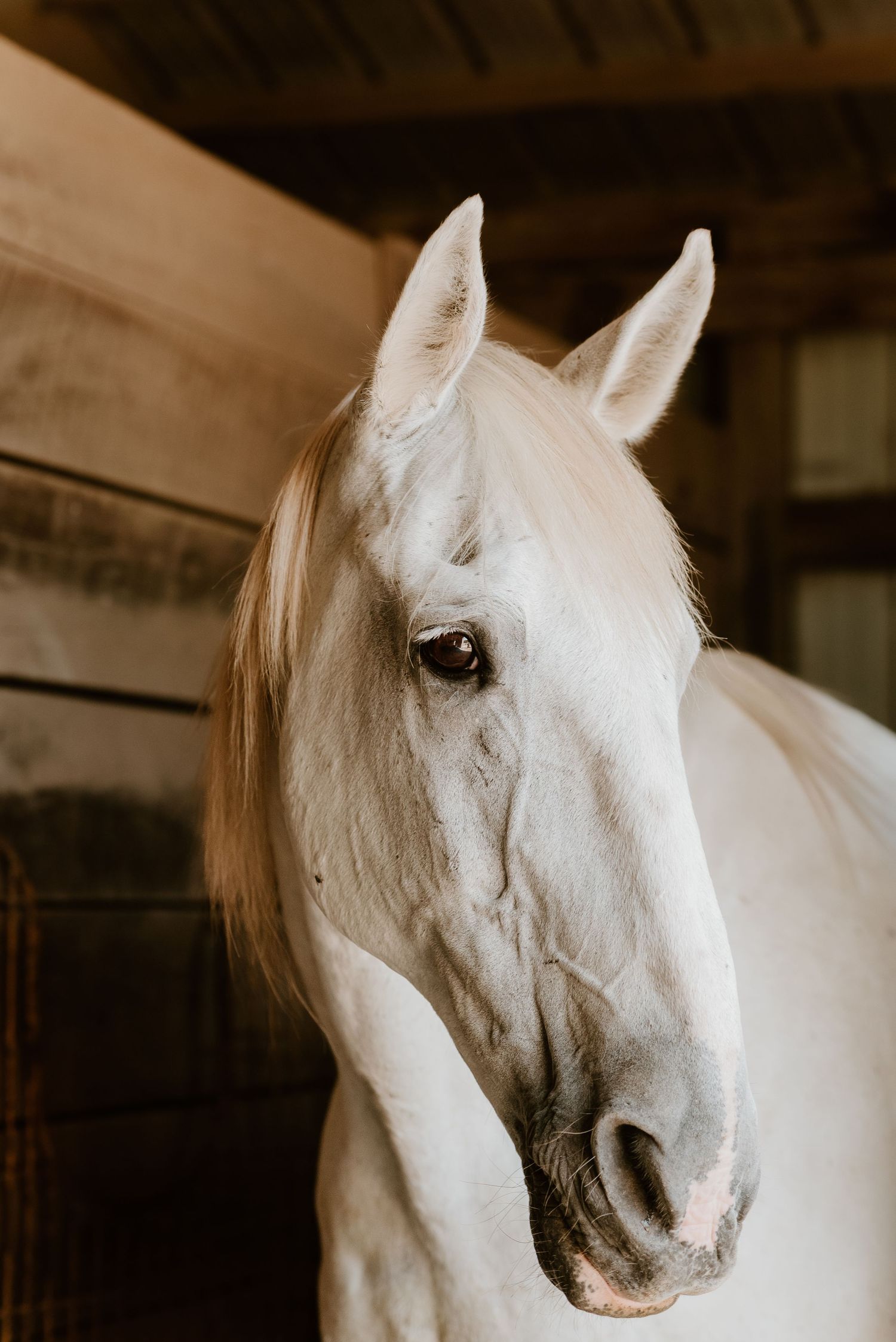 Headshot of a large white horse in a stall, looking towards light source.