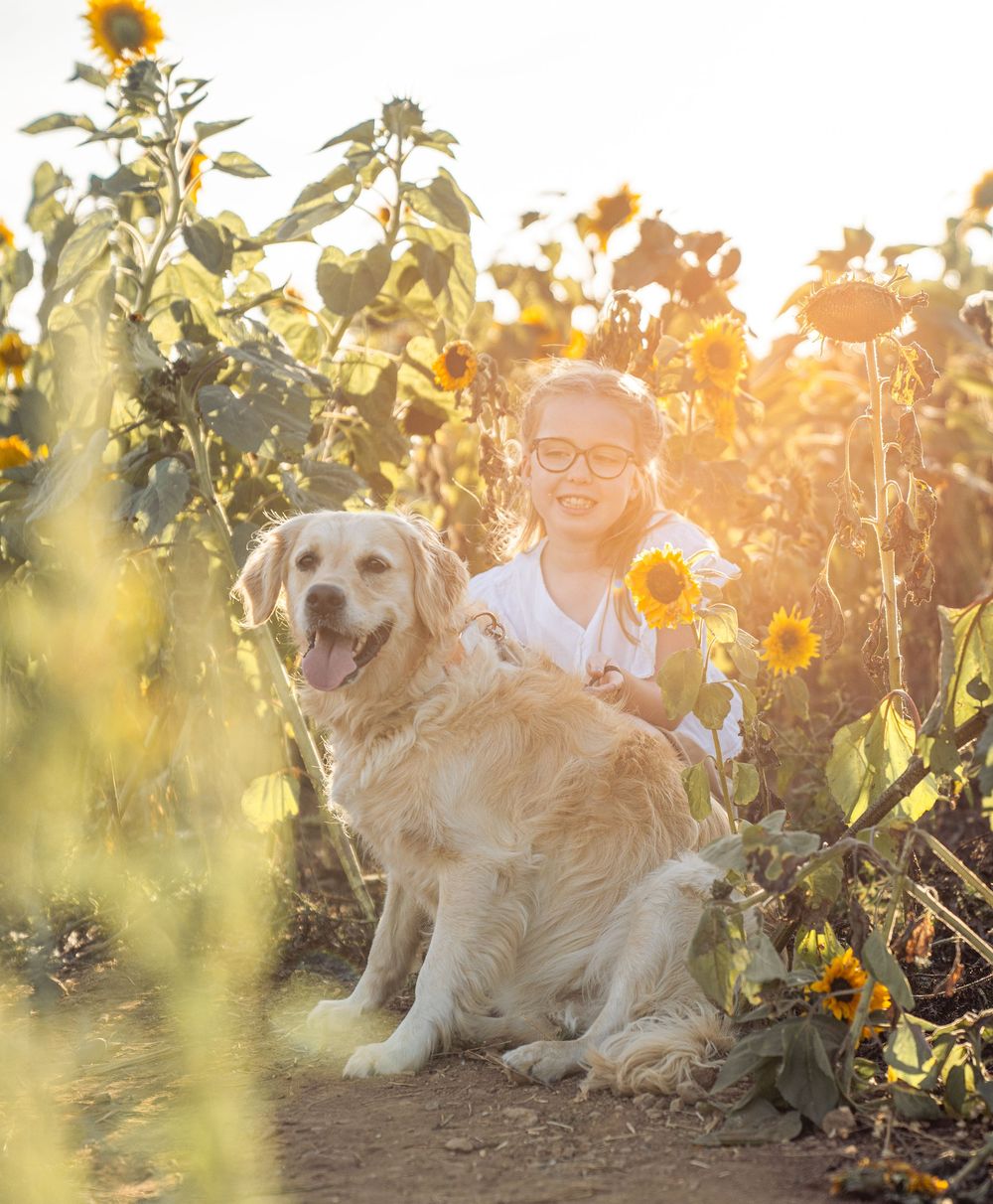 A golden retriever and someone sit among blooming sunflowers during a glowing sunset in late summer.
