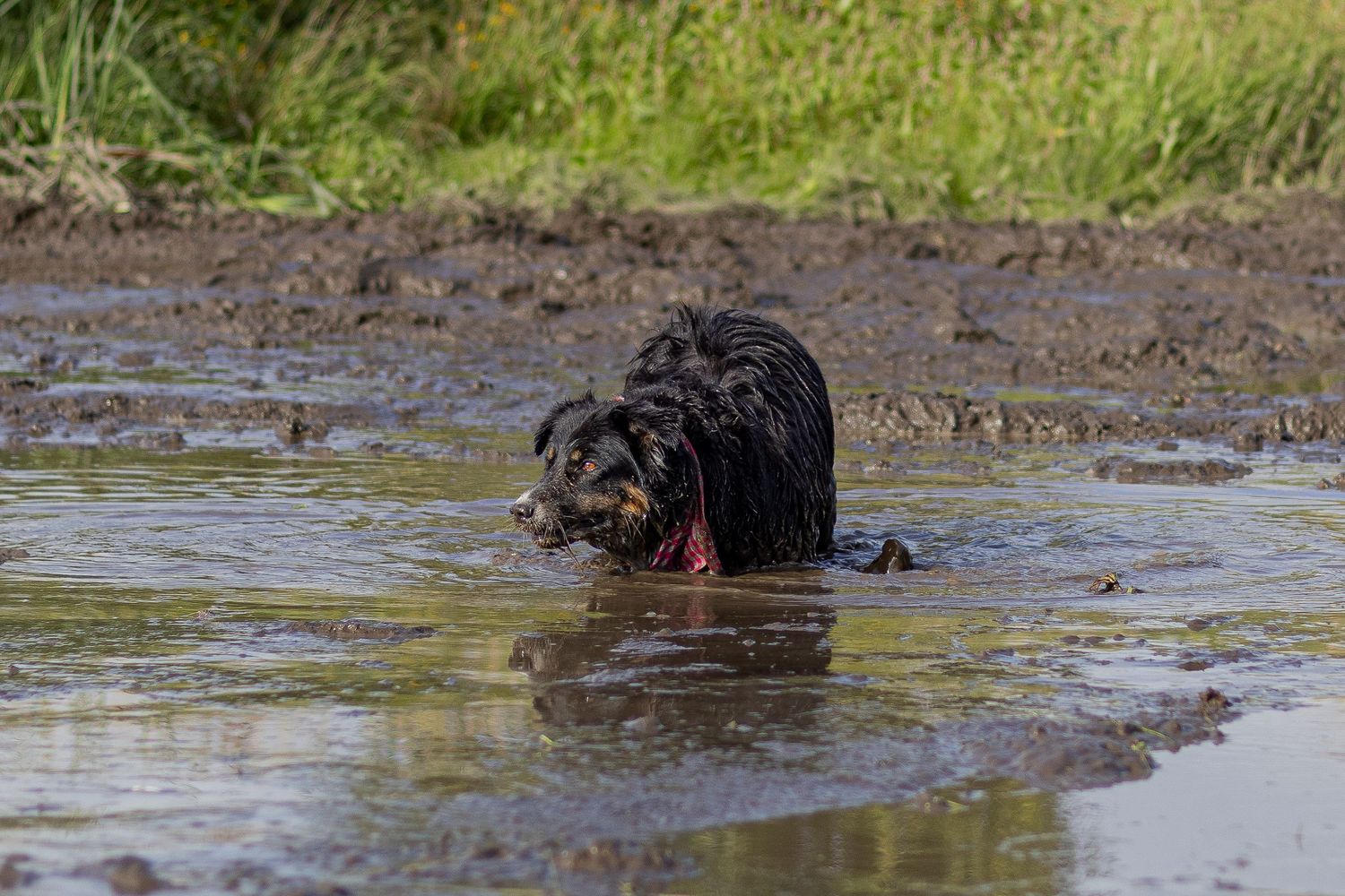 A wet black dog swims through a muddy brown puddle wearing a red collar outdoors.