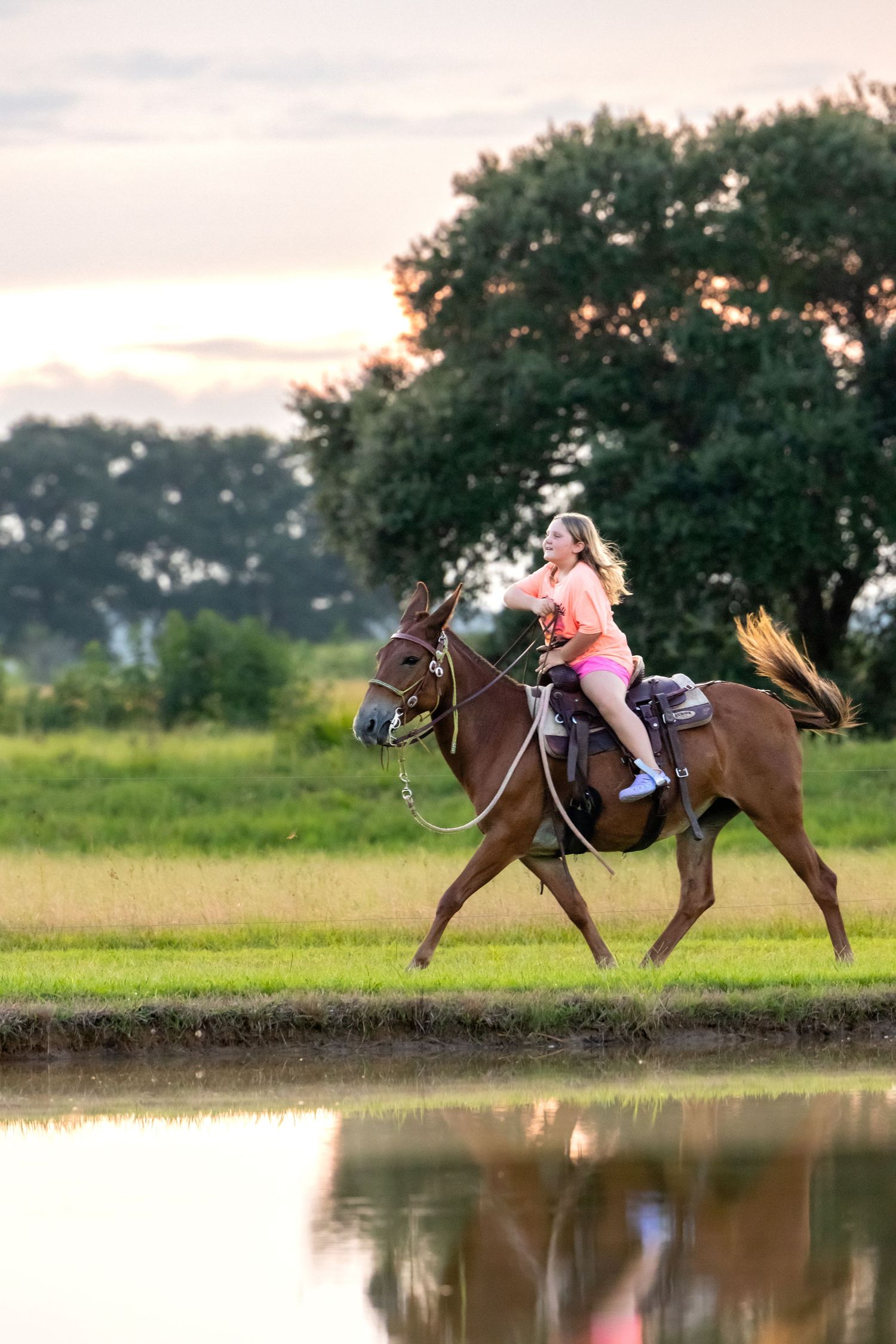 Horse and rider falling sequence near a pond showing an accidental dismount.