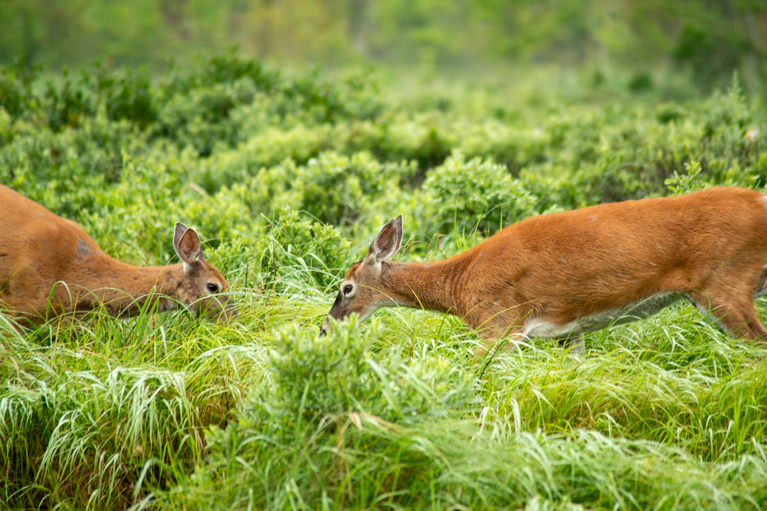 White Tail Doe