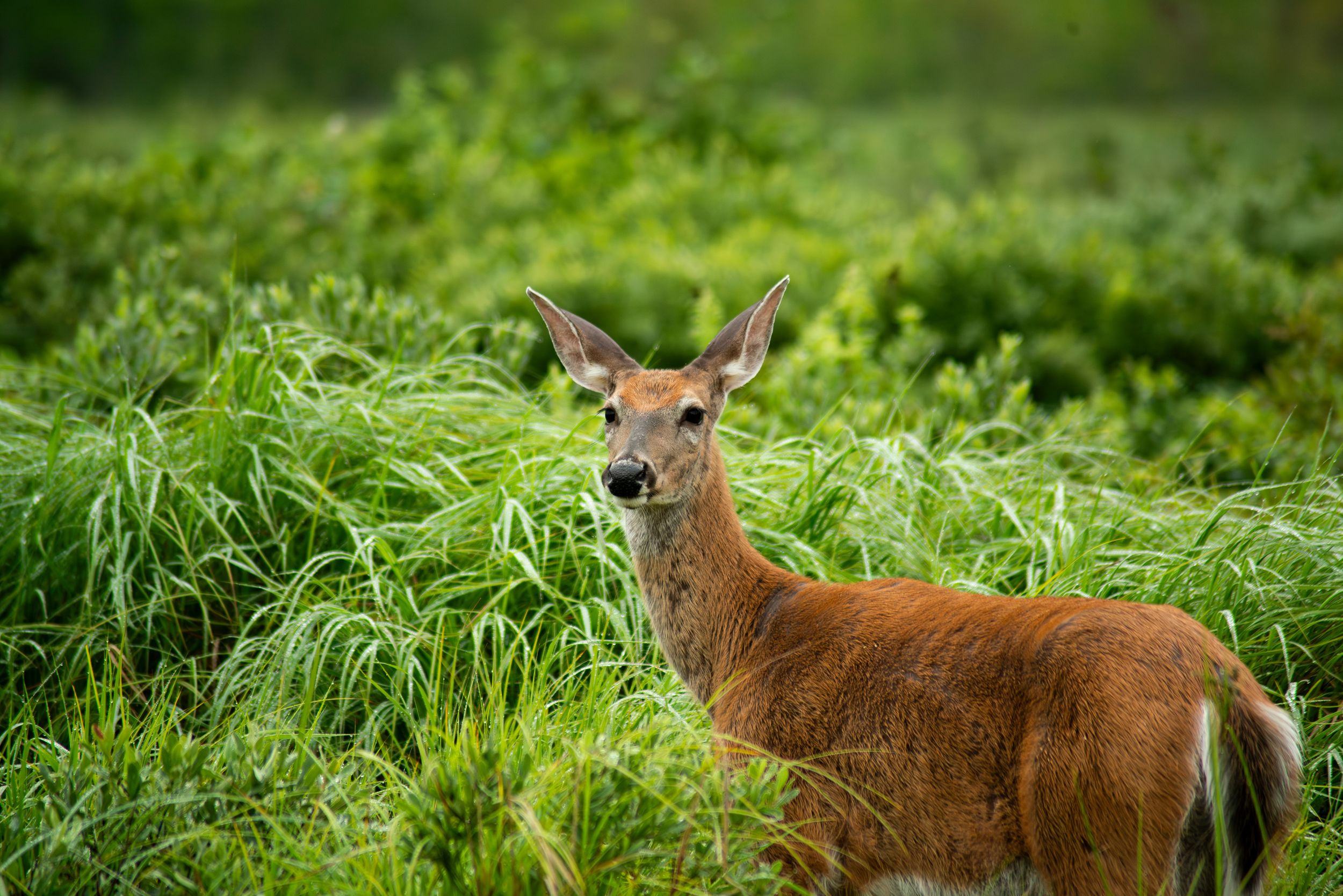 White Tail Doe