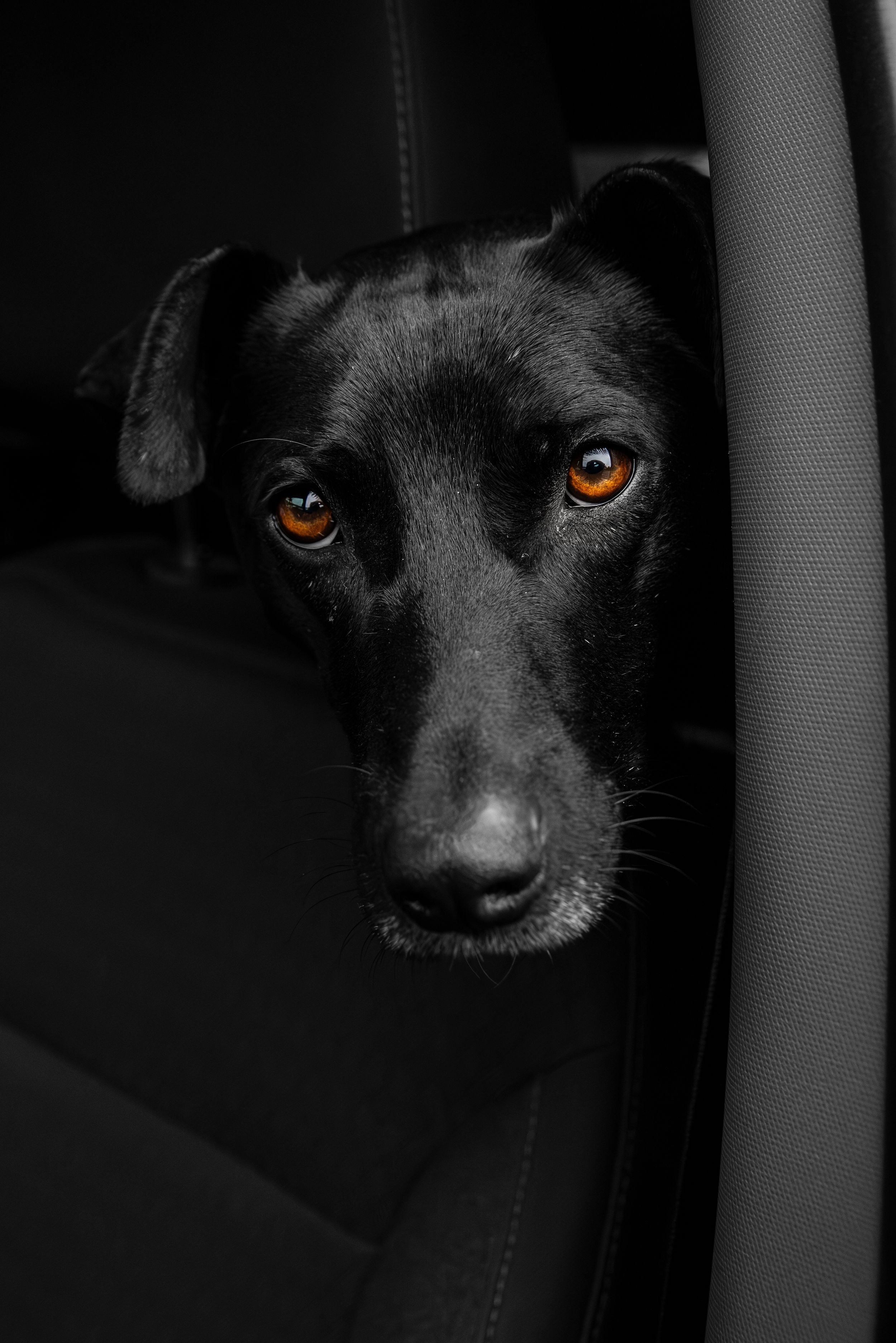 Puppy