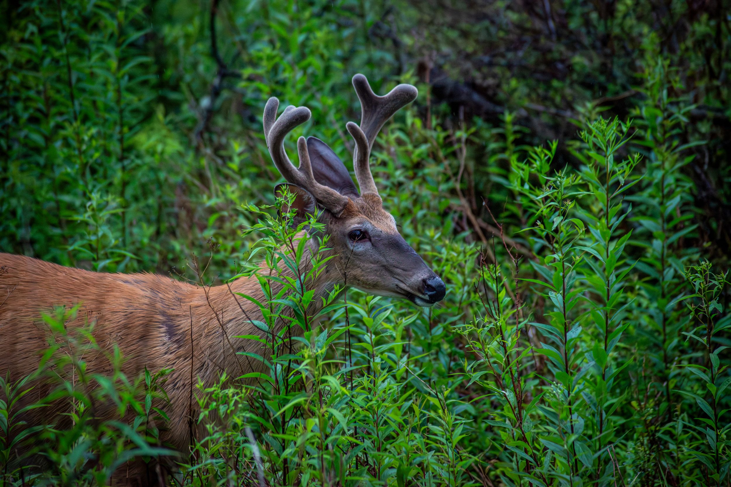 White Tail buck in velvet