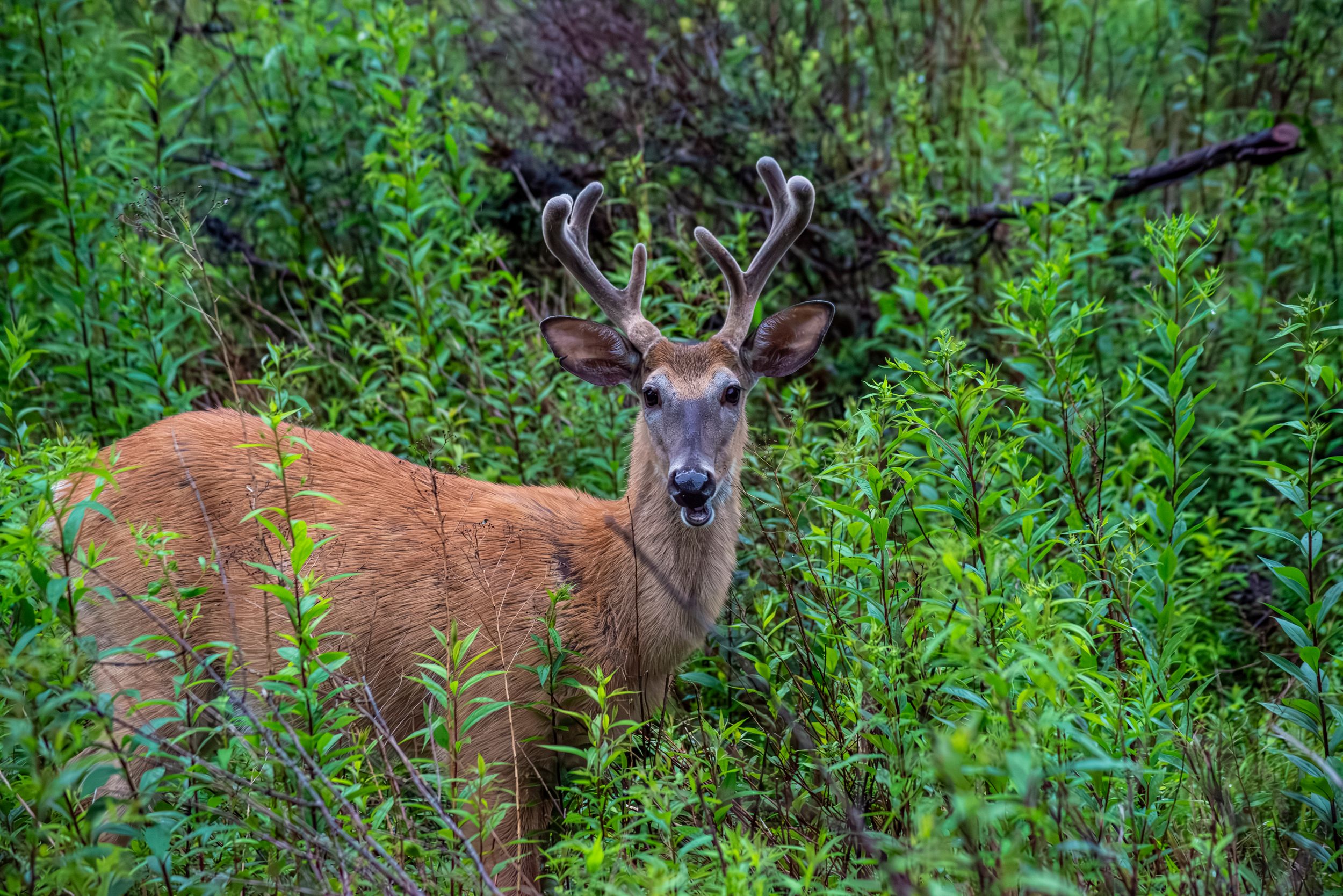White Tail buck in velvet