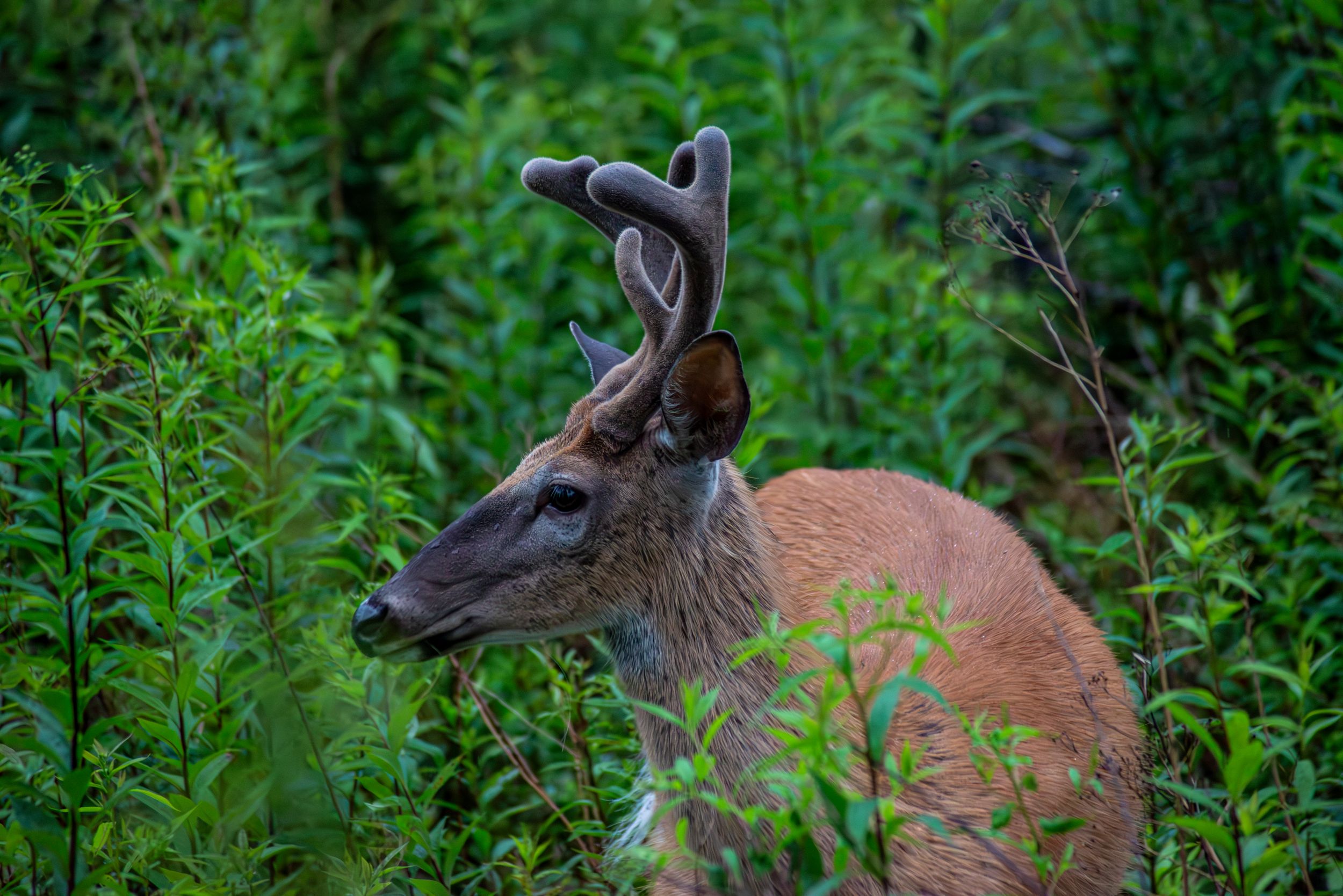 White Tail buck in velvet