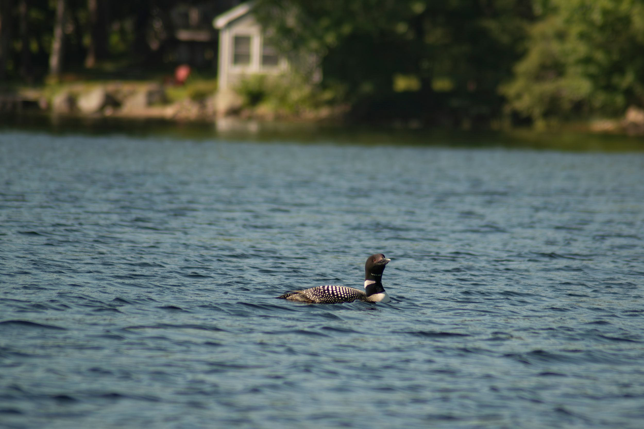 Loon