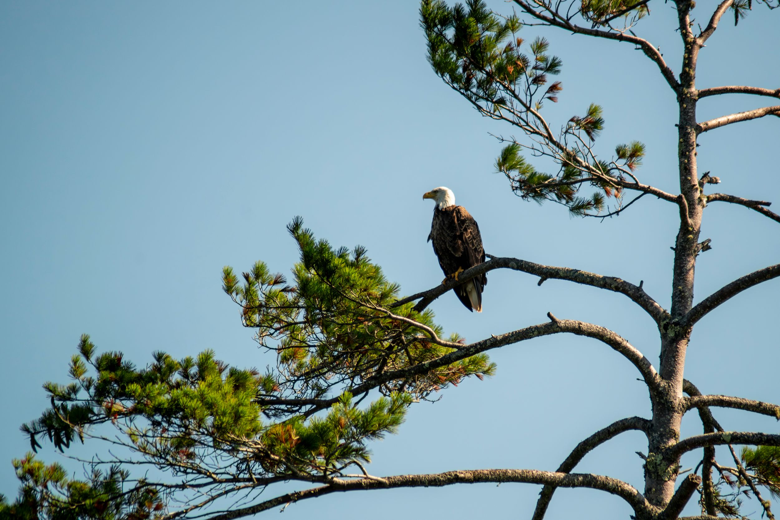 Bald Eagle