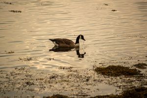 Canada Goose