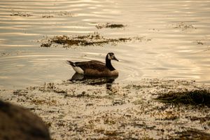 Canada Goose with rare feather pattern