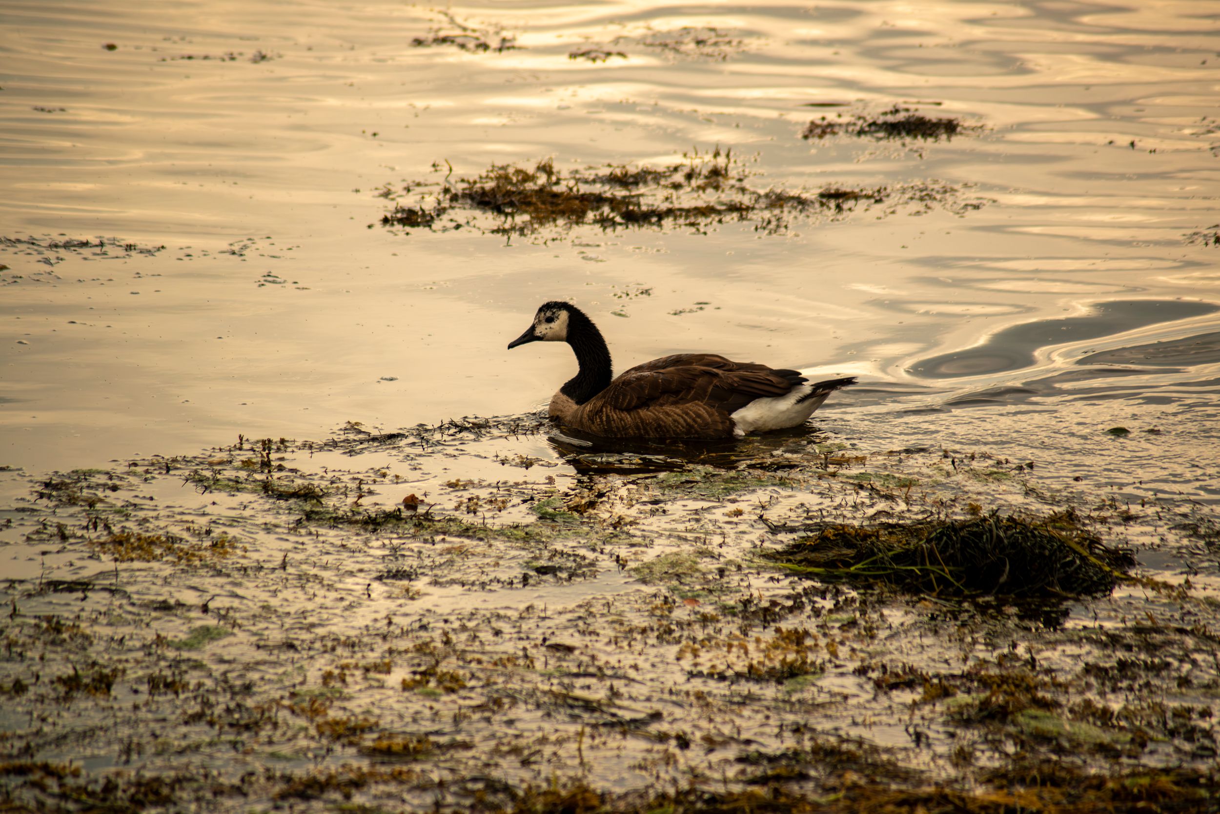 Canada Goose with rare feather pattern