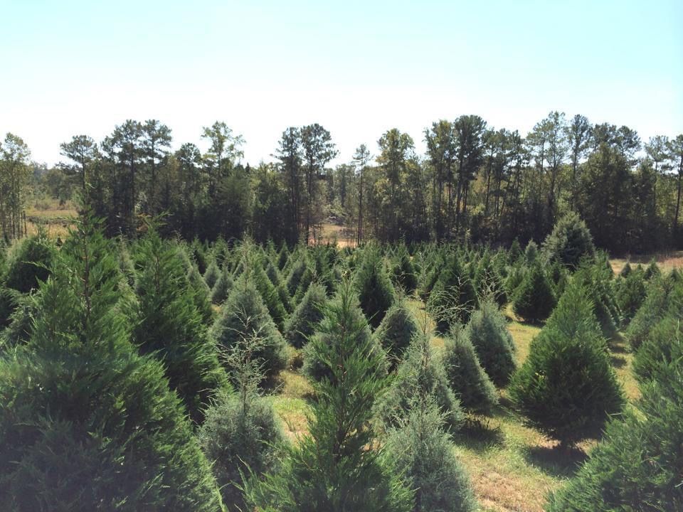 https://marykinzphotography.as.me/treefarm