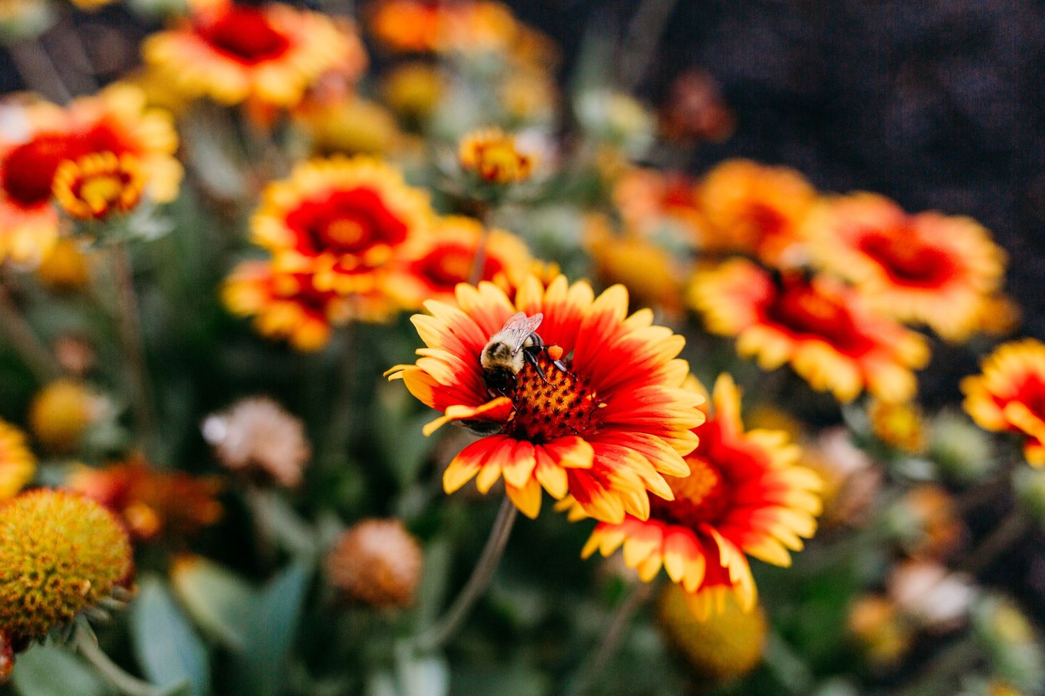 Bee; Flower