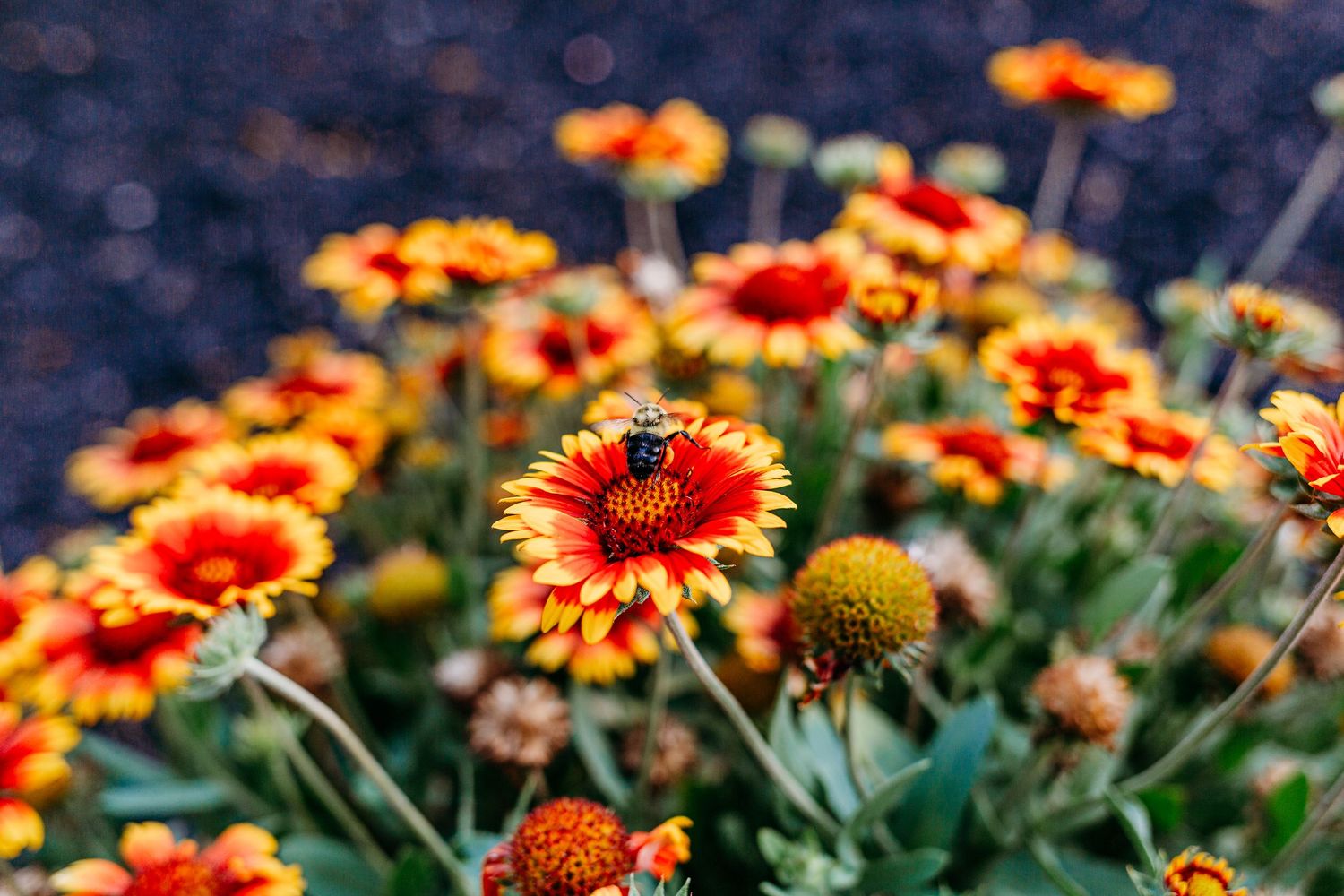 Bee; Flower