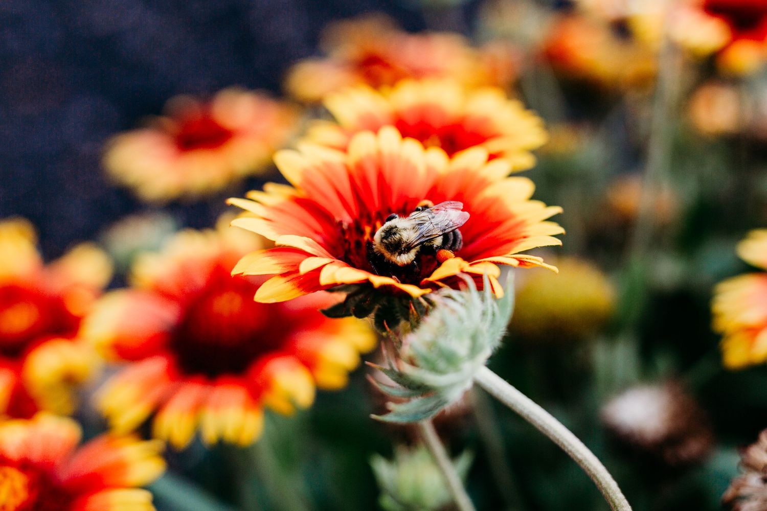 Bee; Flower