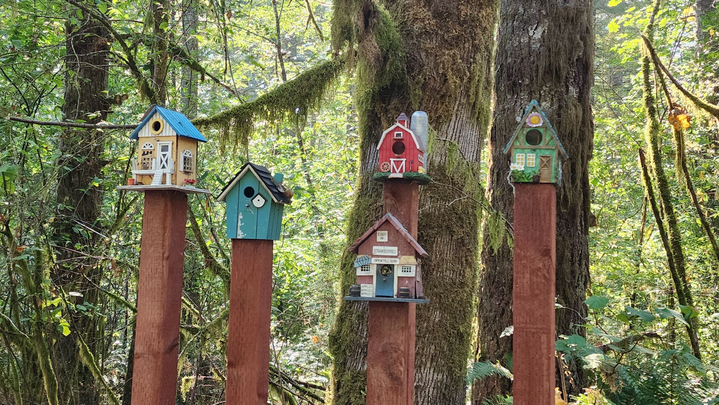 Decorated wooden posts with birdhouses along a forest trail in Battleground Washington.