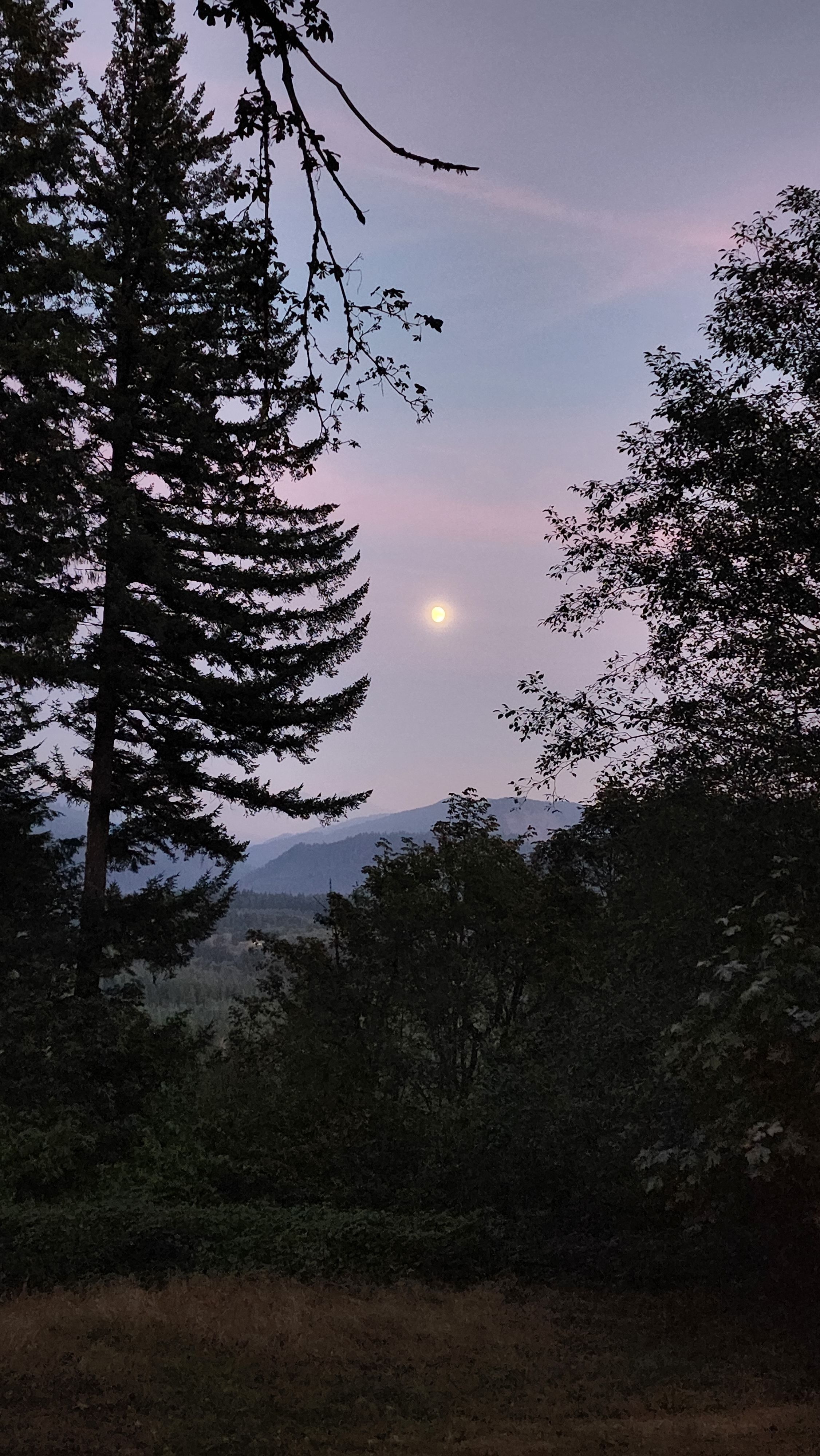 Tall pine trees at sunset in the Pacific Northwest forest