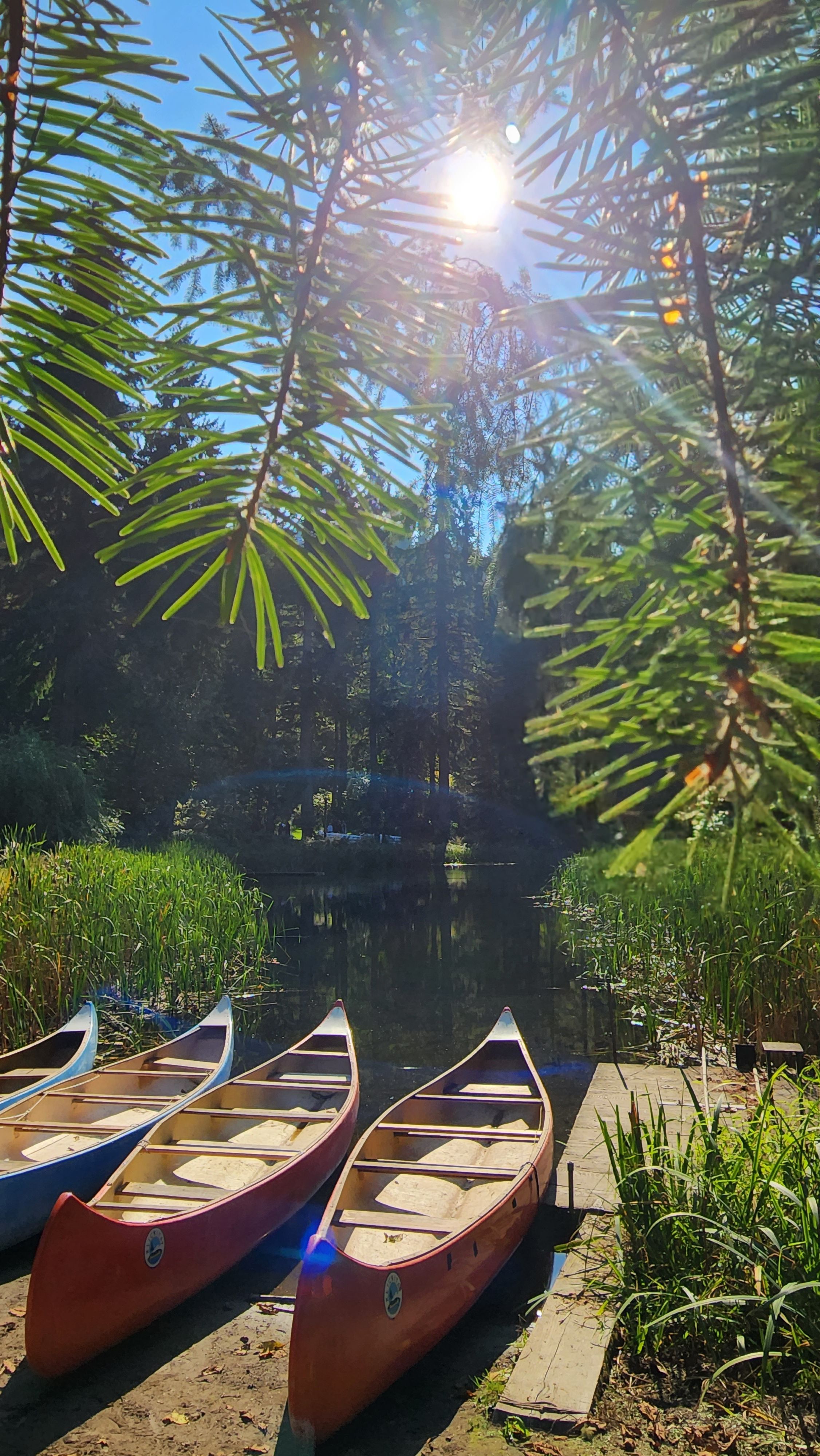 Four wooden canoes by the water with sun shining through the trees.