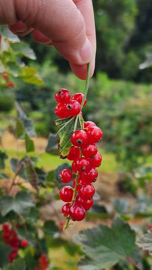 Close-up of a hand holding a small branch of bright red currents.