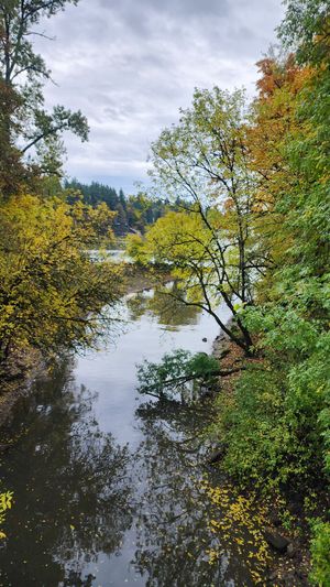 Calm river surrounded by autumn trees in the Pacific Northwest.