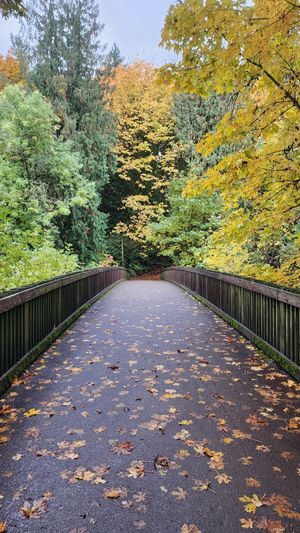 Pathway lined with autumn trees and fallen leaves on the ground.