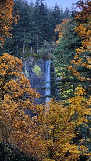 Latourell Falls waterfall framed by colorful autumn foliage in the Columbia River Gorge