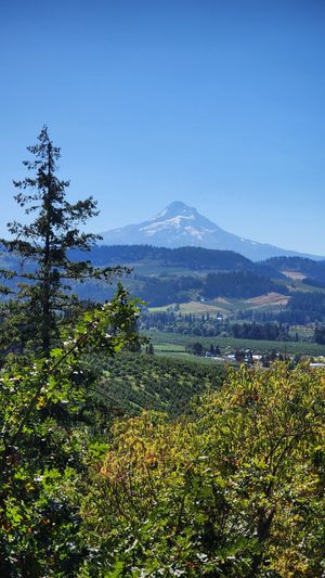 Snowy mountain rising behind a valley of trees under a clear sky.