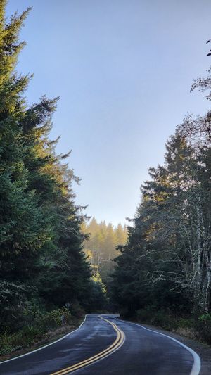 Winding forest road surrounded by tall evergreen trees.