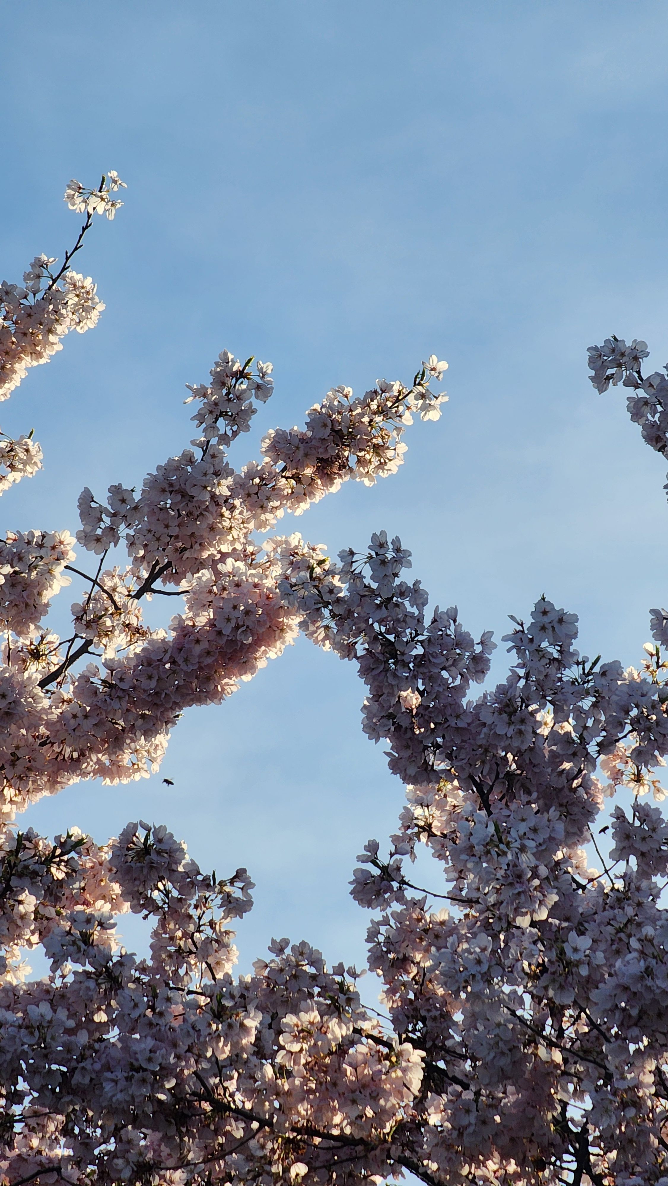 Blossoming tree branches with light pink flowers against a blue sky.