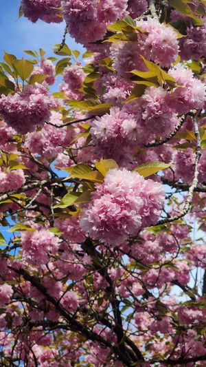 Vibrant cluster of cherry blossoms in full bloom.