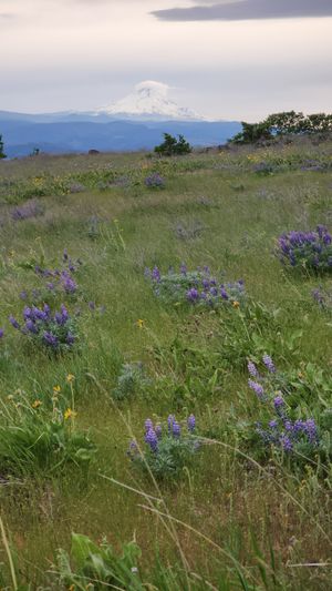 Field of purple wildflowers in bloom with Mt. Hood in the distant under cloudy skies.