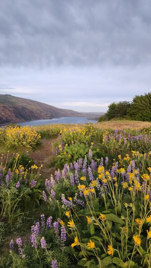 Field of wildflowers blooming under cloudy skies in the Pacific Northwest.