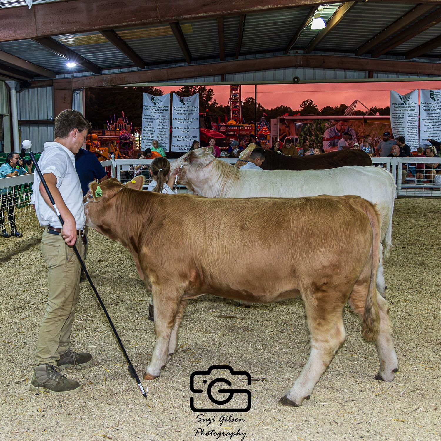 calvert county fair livestock show cattle steer class sunset game action photo coverage maryland dmv suzi gibson photography