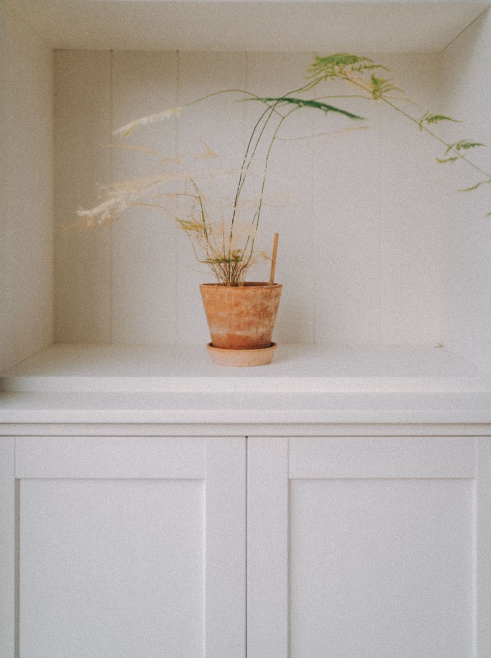 Plant pot on a cabinet. Family documentary photography