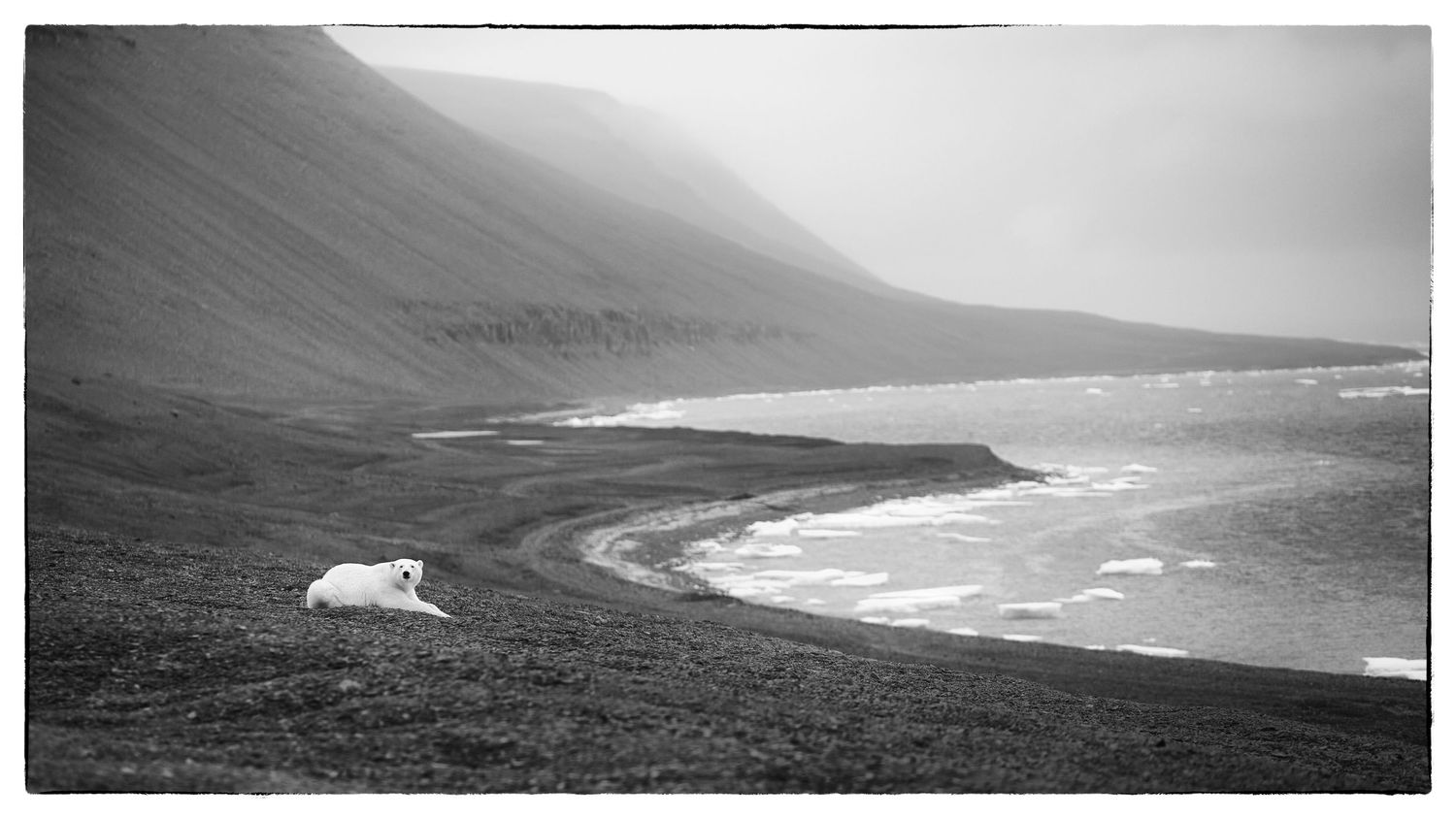 Wildlife photography: Polar Bear on Somerset Island, High Arctic, Canada. Photo by Dayle Prowse.
