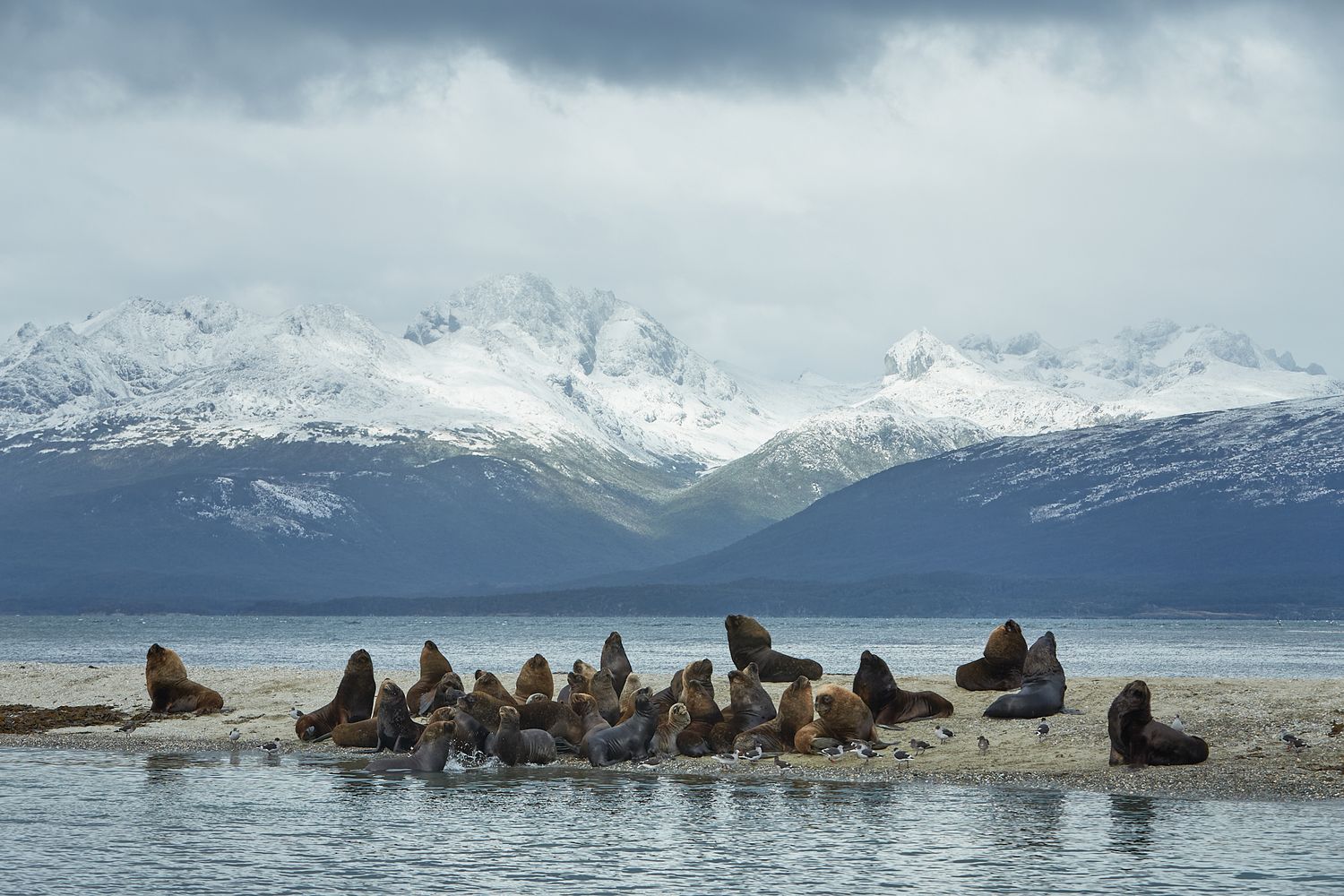 Wildife photography: Seal colony along the Beagle Channel. Photo by Dayle Prowse.