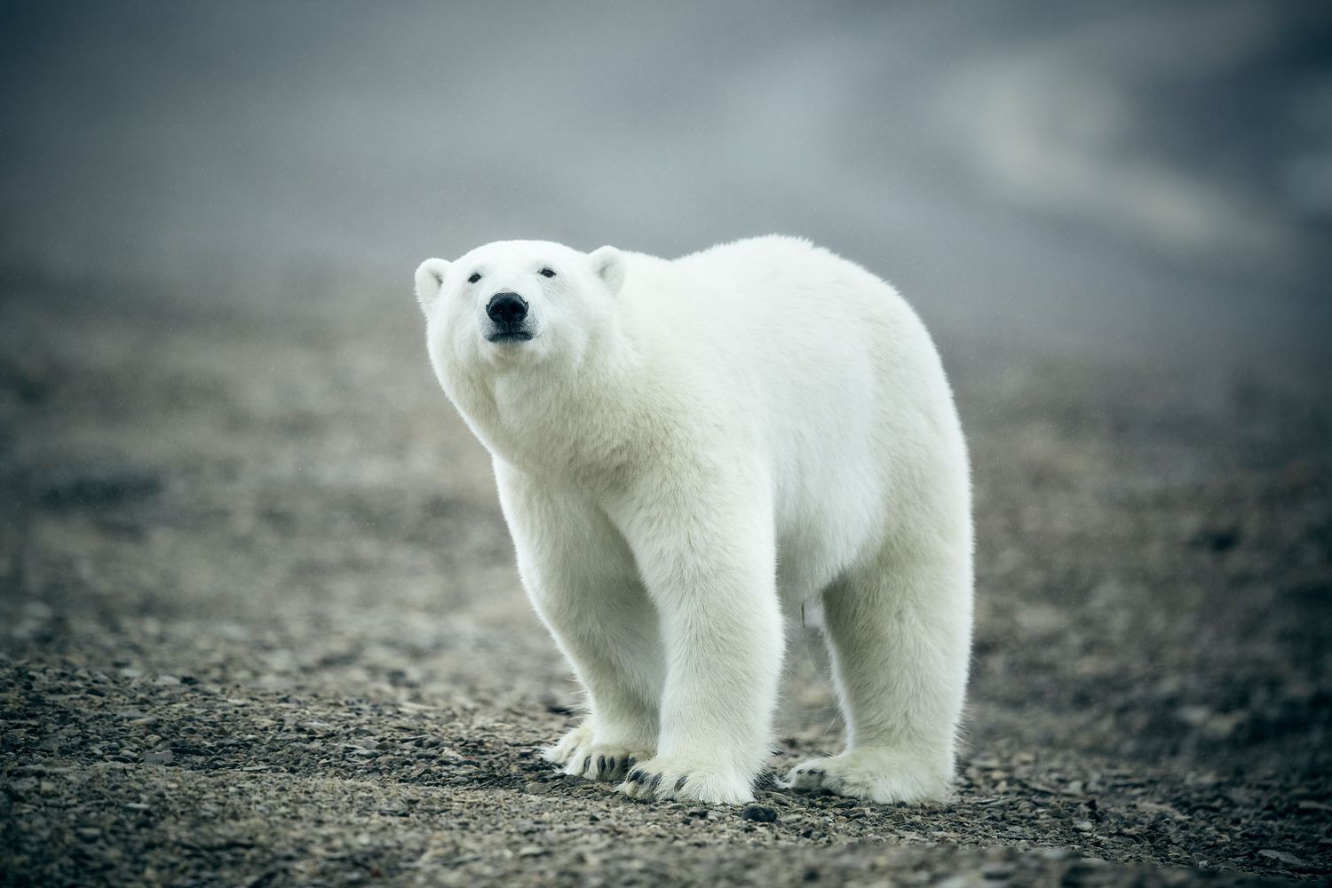 Wildlife photography: Polar Bear on Somerset Island, High Arctic, Canada. Photo by Dayle Prowse.
