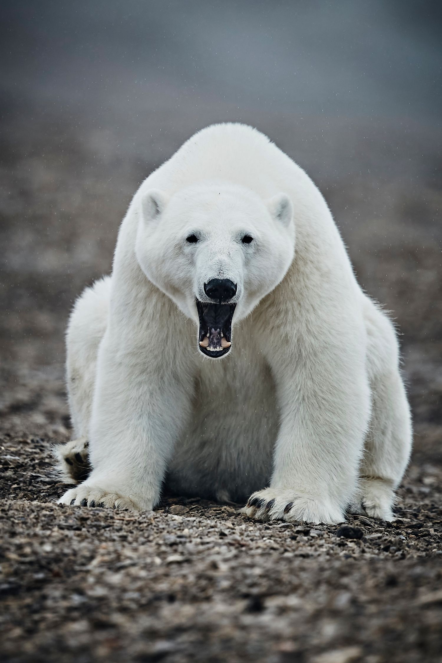 Wildlife photography: Polar Bear on Somerset Island, High Arctic, Canada. Photo by Dayle Prowse.